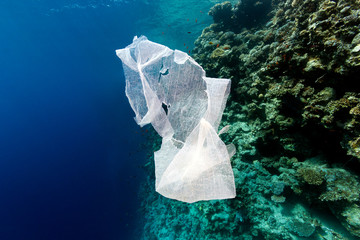 Wall Mural - Ocean Pollution - a discarded plastic bag drifts next to a tropical coral reef