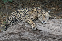 Jaguar Siesta