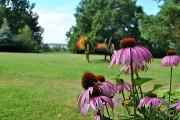 Sticker - Jeżówka - Echinacea