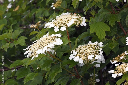 Flowering Snowball Tree European Cranberrybush Guelder Rose Water Elder Cramp Bark Viburnum Opulus Poisonous Plant Buy This Stock Photo And Explore Similar Images At Adobe Stock Adobe Stock