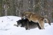 Mackenzie Valley Wolf, Alaskan Tundra Wolf or Canadian Timber Wolf (Canis lupus lycaon), two wolves mating in the snow