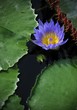 Australian Water-lily (Nymphaea gigantea), next to Victoria water lilies (Victoria cruciana syn. Trickeri V.)