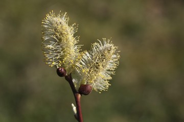 Pussy Willow (Salix caprea)