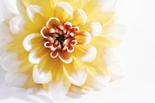 Dahlia (Dahlia), Flower Close-up