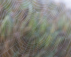 Spider web with morning dew, Lake Staffelsee, Seehausen, Murnau, Upper Bavaria, Bavaria, Germany, Europe, PublicGround, Europe