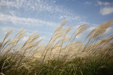 Field Of Reeds Of The Park