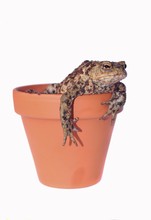 Toad (Bufo Bufo Complex) In A Flower Pot