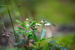 © frizzyfoto - Green plants for your design