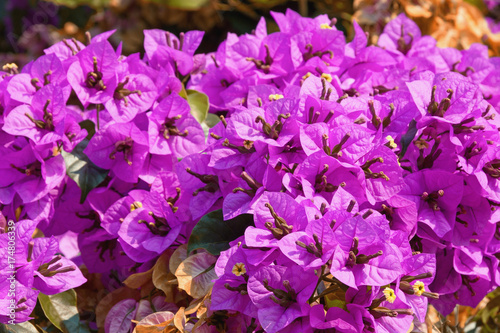 Plakat Purple Bougainvillea - ozdobnych winorośli z kwiatowymi liśćmi - w słoneczny jesienny dzień
