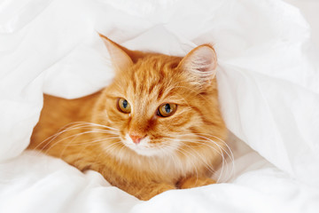 Wall Mural - Cute ginger cat lies on bed. The fluffy pet comfortably hid under a blanket to sleep or to play. Cute cozy background, morning warm bedtime at home