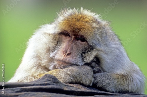 Fényképezés Barbary Macaque (Macaca sylvanus)