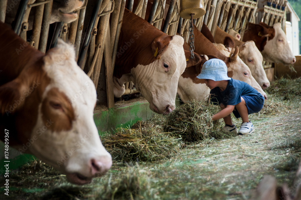 Un bambino con cappellino si occupa delle vacche giocando con loro e portandogli il fieno nelle mangiatoie - obrazy, fototapety, plakaty 