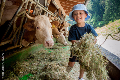 Foto Un bambino con cappellino si occupa delle vacche giocando con loro e portandogli
