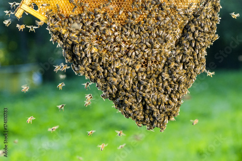 Plakat pszczoły na plastrze miodu w pasiece