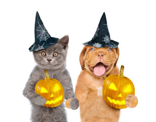 Canvas Print - Funny cat and dog in hats for halloween with pumpkins. isolated on white background