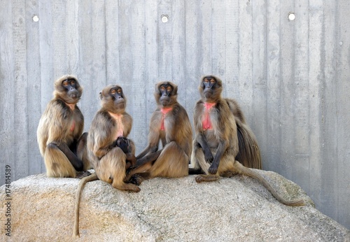 Gelada Baboons (Theropithecus gelada) Plakát