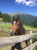 Fototapeta Konie - cavallo cavalli cavalcare recinto fieno natura maneggio