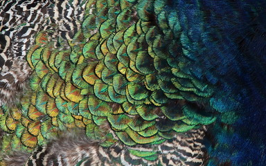  Peacock feathers