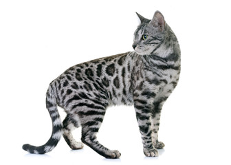 Poster - bengal cat in studio