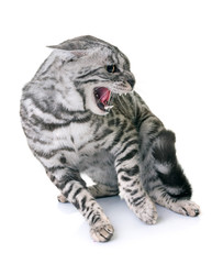 Poster - bengal cat angry