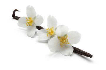 Sticker - Vanilla stick with jasmine flowers