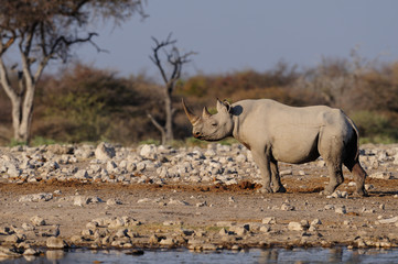 Canvas Print - Spitzmaulnashorn, Etosha Nationalpark, Namibia