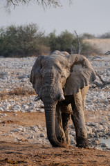 Canvas Print - Afrikanischer Elefanten Bulle, Etosha Nationalpark, Namibia, (Loxodonta africana)