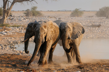 Canvas Print - Afrikanischer Elefant, Elefanten Streit, Etosha Nationalpark, Namibia, (Loxodonta africana)