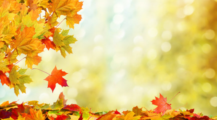Wall Mural - autumn background