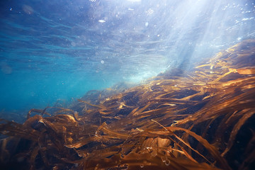 laminaria sea kale underwater photo ocean reef salt water