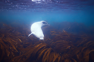 seal underwater photo in wild nature