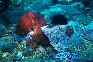 giant octopus underwater photo