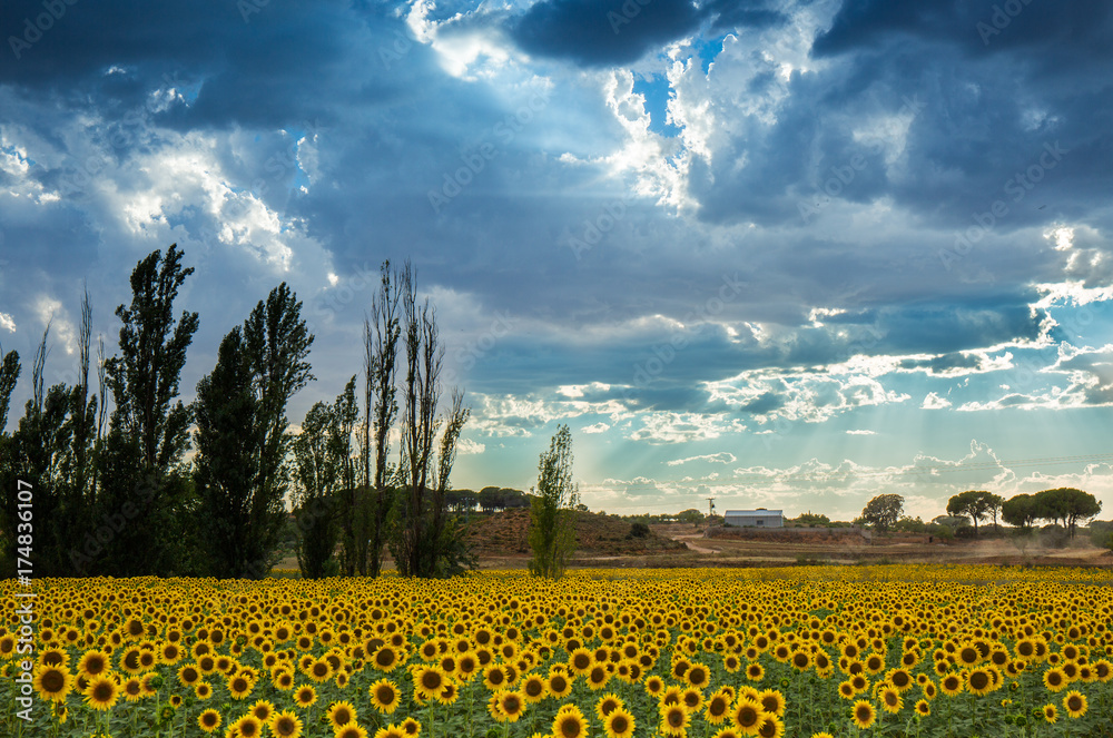 beautiful field of sunflowers with a dramatic cloudy sky and sun rays ...