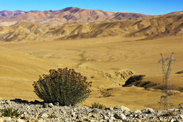 Wall Mural - desert landscape of nature