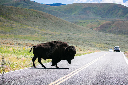 Plakat Żubr na drodze w Yellowstone parku narodowym