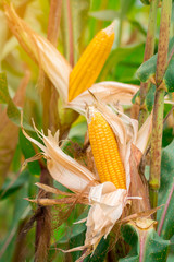 Two mature yellow cob of sweet corn on the field. Collect corn crop.