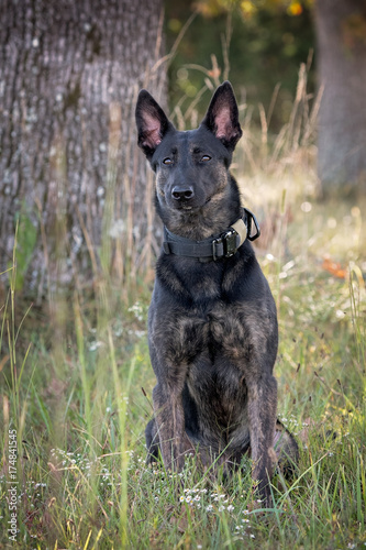 Dutch Shepherd Dog Buy This Stock Photo And Explore Similar