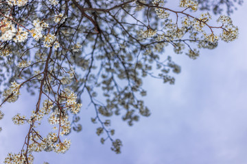 Wall Mural - White and green cherry blossoms isolated against sky