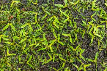 background of fallen wet maple tree helicopter seed wings on ground asphalt macro closeup showing te