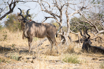 Wall Mural - Kudu, Botswana. Okavango delta