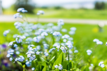 Wall Mural - Tiny blue forget me not Myosotis flowers macro closeup in summer garden field