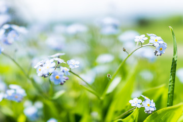 Wall Mural - Tiny blue forget me not Myosotis flowers macro closeup in summer garden field