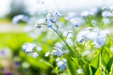 Wall Mural - Tiny blue forget me not Myosotis flowers macro closeup in summer garden field