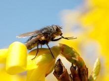 A Fly On A Yellow Flower
