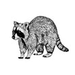 Hand drawn raccoon. Vector sketch.