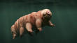 tardigrade, swimming water bear, 3d illustration