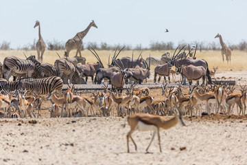 Wall Mural - Etosha wilderness, Namibia, Africa