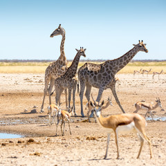 Wall Mural - Etosha Wilderness, Namibia, Africa