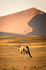Wall Mural - Sossusvlei, Namib desert, Namibia, Africa