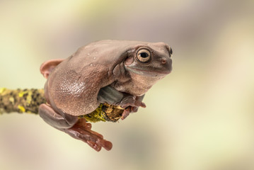 White's tree frog.  Also known as the dumpy frog and Australian green tree frog, Litoria caerulea. Sitting on a single branch. Room for copy